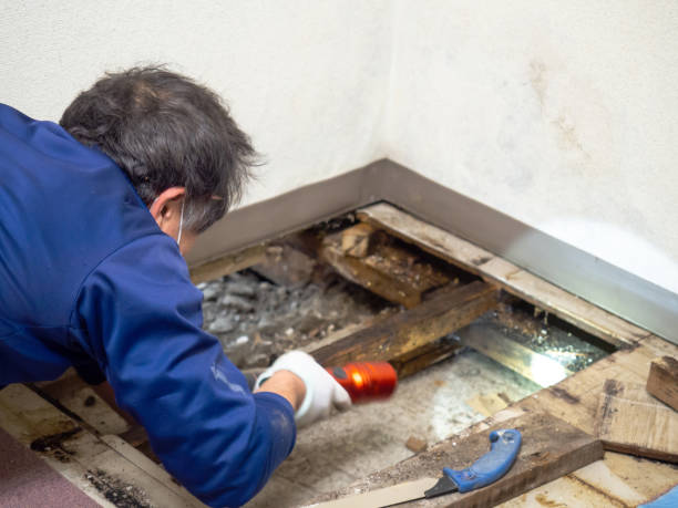 Best Post-Remediation Services in Huntersville, NC