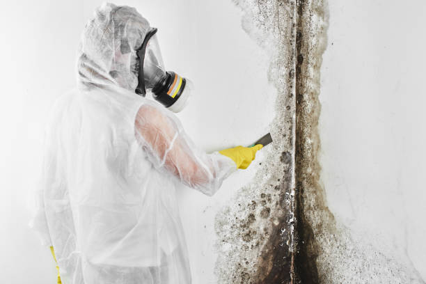 Best Mold Testing and Inspection Services in Huntersville, NC
