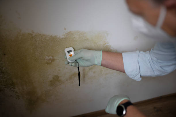 Best Preventive Mold Services in Huntersville, NC