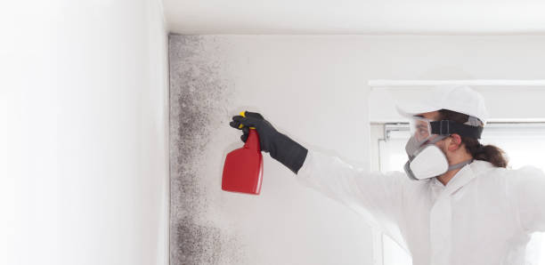 Best Kitchen Mold Remediation in Huntersville, NC