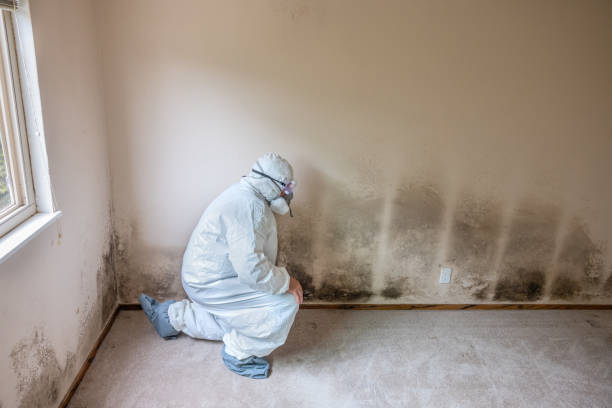 Best Residential Mold Remediation in Huntersville, NC