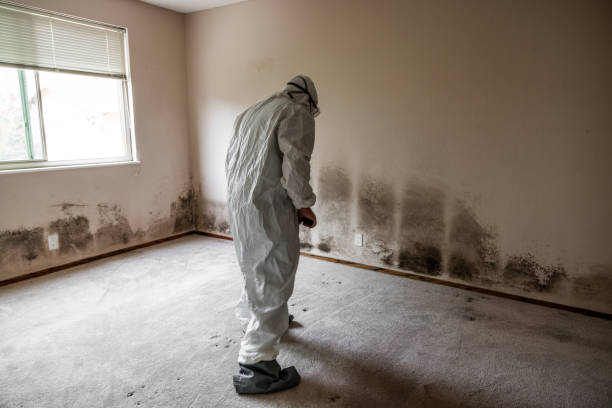 Best Mold Remediation for Schools in Huntersville, NC