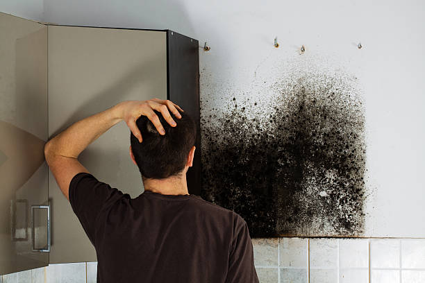 Best Residential Mold Remediation in Huntersville, NC