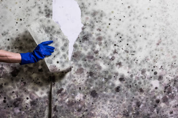 Best Mold Remediation for Specific Building Types in Huntersville, NC